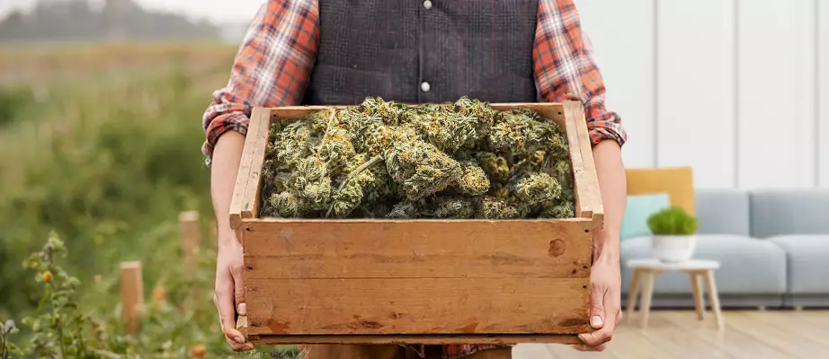 graines de cannabis a haut rendement