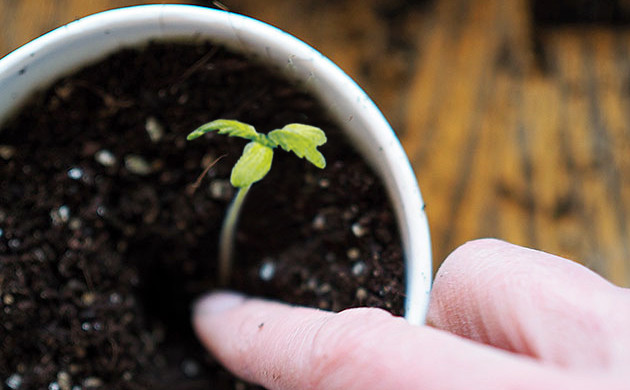 pot seedlings falling over