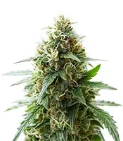 Gorilla Glue #4 Auto (Growers Choice)