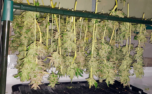 Gorilla Zkittlez harvesting