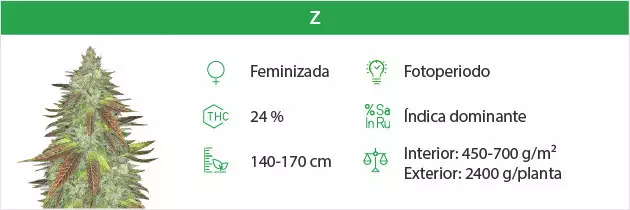 Zkittlez free seeds