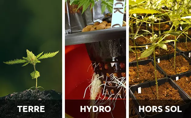 meilleur terreau pour cannabis interieur