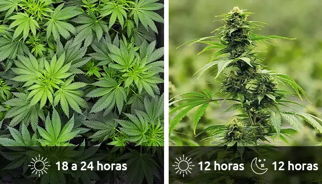 como cultivar marihuana hidropónica