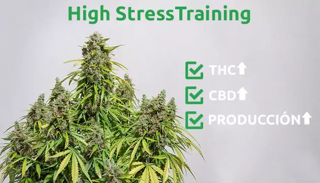 when to start low stress training