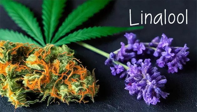 buy best-smelling cannabis seeds 