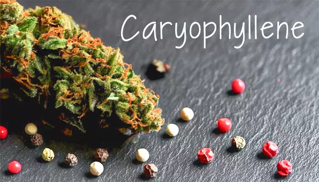 well-known terpenes