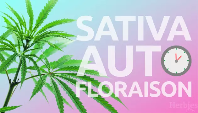 The Best Autoflowering Sativa Seeds