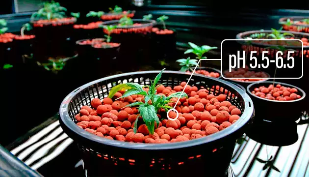 how to lower ph in water for cannabis