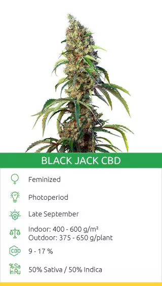 best cbd strains