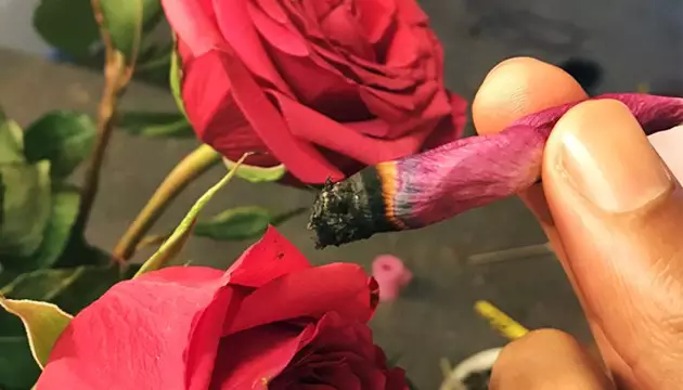 essayez d utiliser des petales de rose pour remplacer les feuilles a rouler