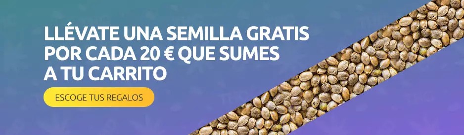 Semillas de marihuana gratis ¡Descúbrelas aquí!