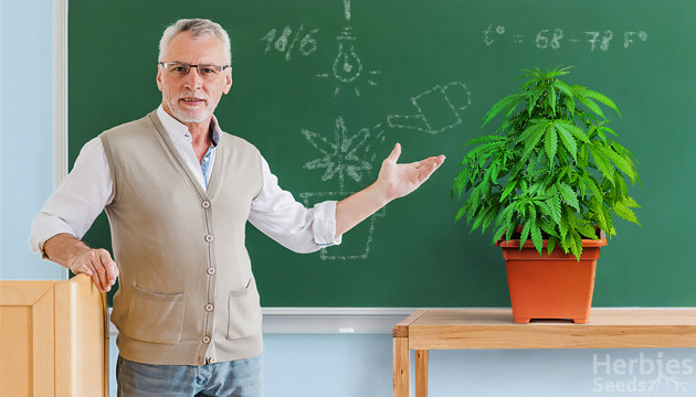 vegetative stage cannabis plants