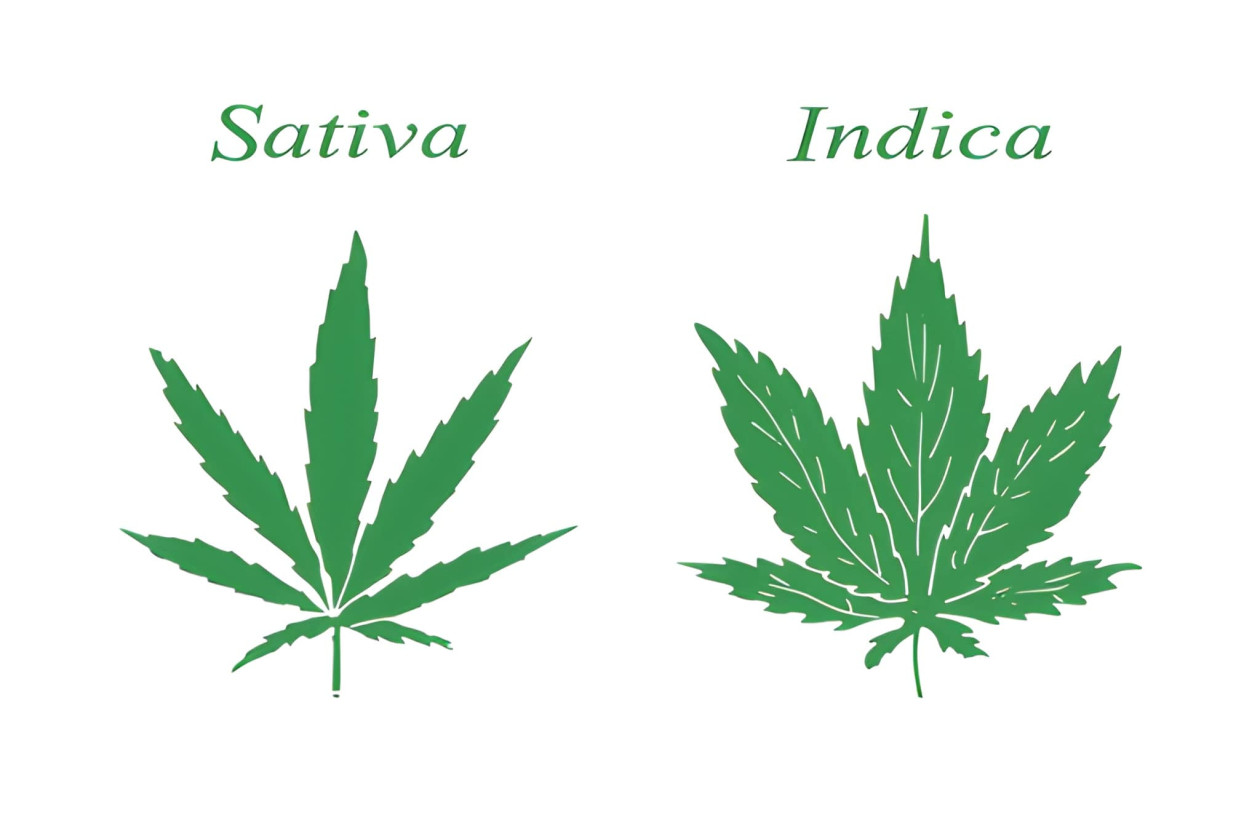 indica vs sativa