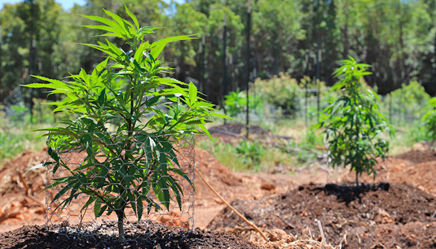 cout de culture de la marijuana