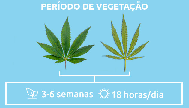 periodo vegetativo das indicas vs sativas