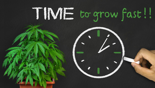 how long does it take to grow a pot plant