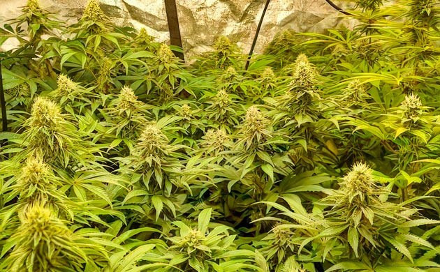 Grow Diary Grow diary hero