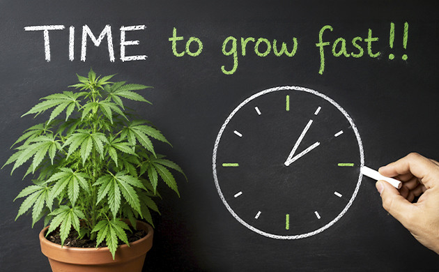 how long does it take to grow a pot plant