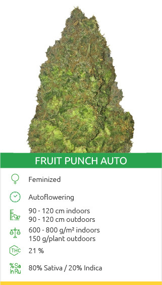 Graines de variété Fruit Punch Auto