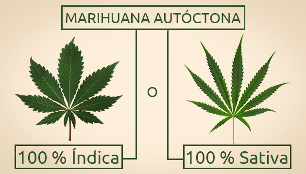 variedades puras de marihuana
