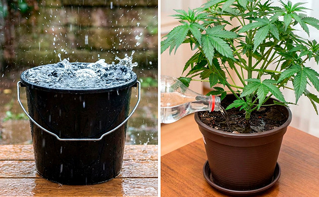 Agua de lluvia agua para regar marihuana
