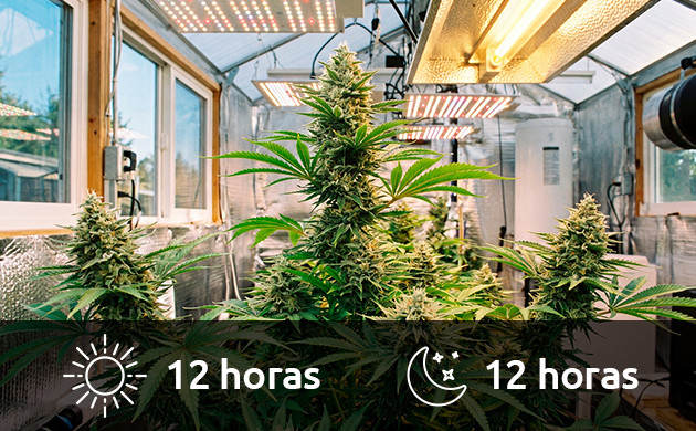 marijuana light cycle