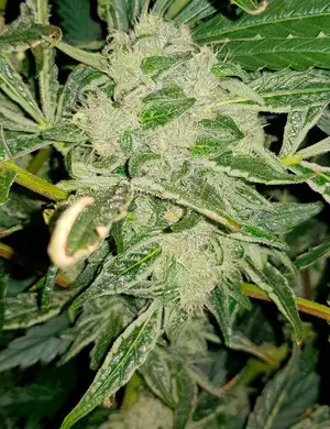 Gorilla Zkittlez late flower stage