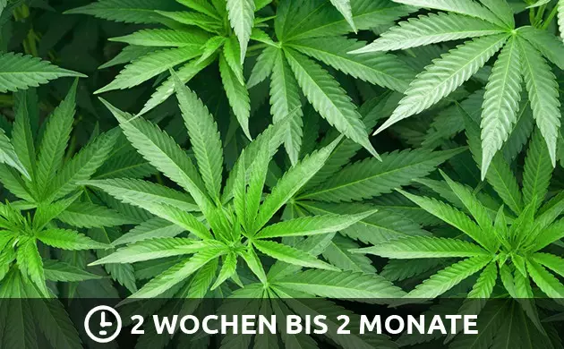 Für die vegetative Phase