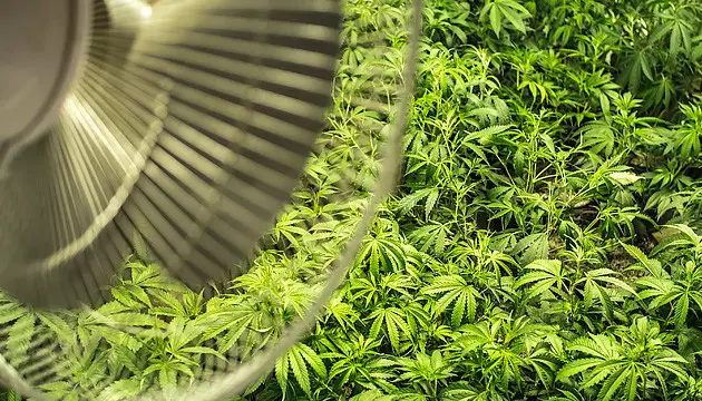 brown spots on marijuana leaves