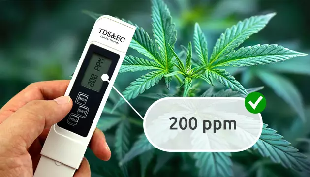 nitrogen deficiency in cannabis