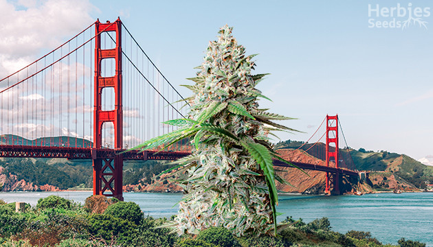 Best Strains To Grow In California