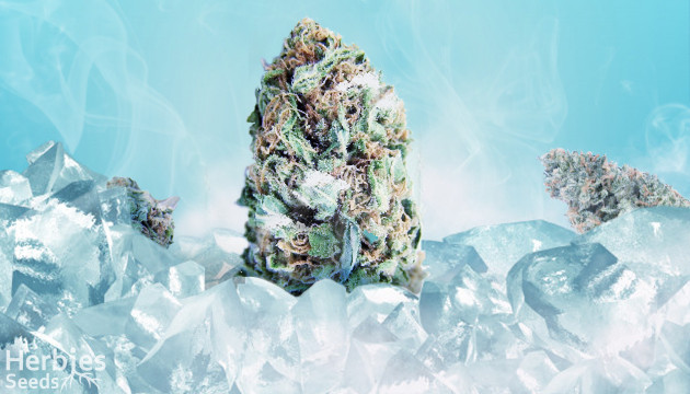 freezing marijuana