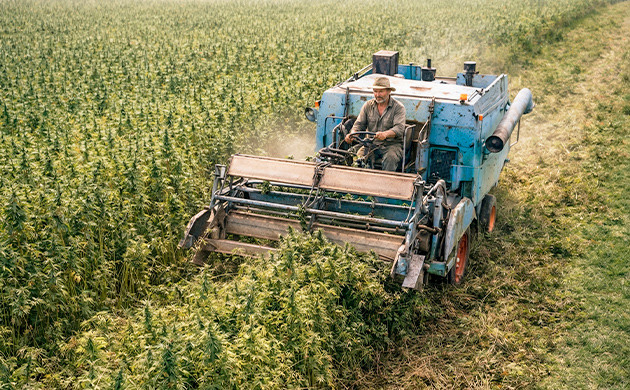 ¿Es diferente cultivar plantas ricas en CBD en interior que cultivar hierba normal? es diferente cultivar plantas ricas en cbd en interior que cultivar hierba normal