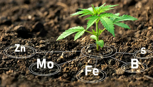 Micronutrienti cosa sono best nutritions for weed