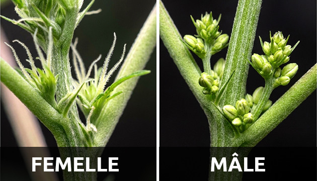 Stade de pré-floraison cycle de croissance du cannabis