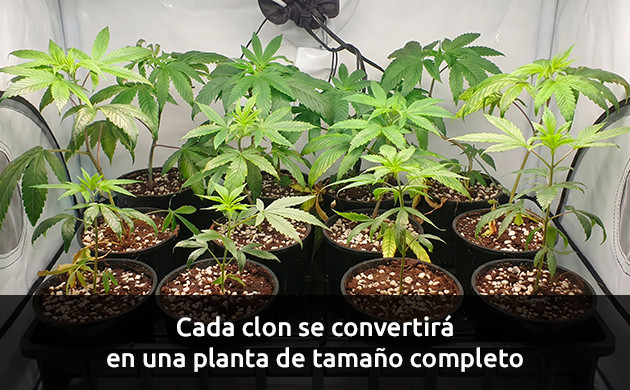 ¿Cómo ransplantar tus clones?