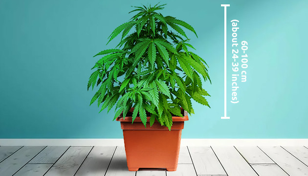 autoflowering cannabis