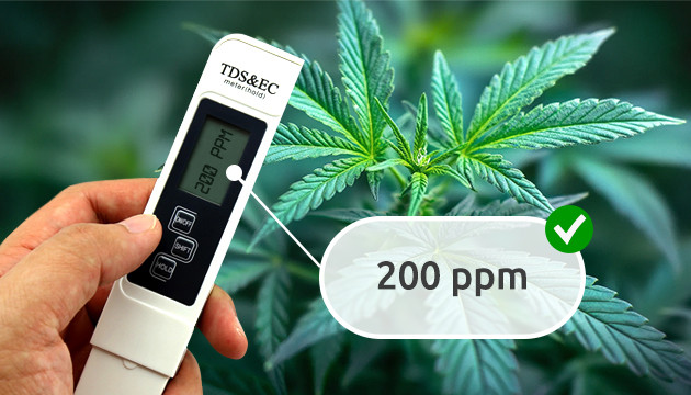 nitrogen deficiency in cannabis