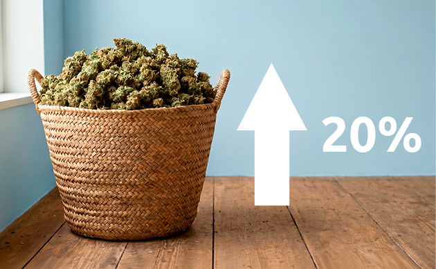 why use the scrog cannabis technique