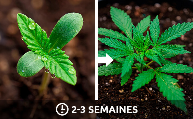 Cycle lumineux pour la phase de plantule du cannabis : 2-3 semaines cycle lumineux pour la phase de plantule du cannabis : 2-3 semaines