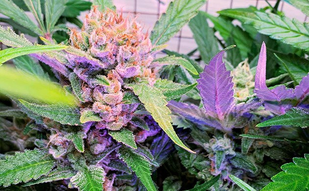 Grow Diary Grow diary hero