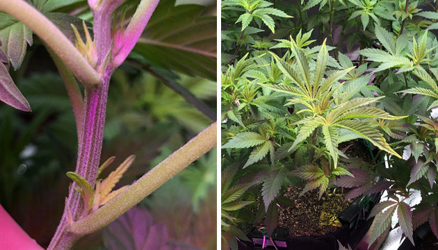 different stages of flowering
