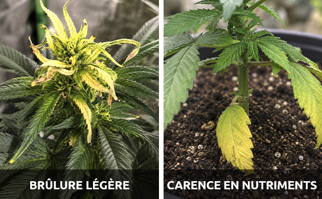 Problèmes de cannabis causés par la lumière problèmes de feuilles de marijuana