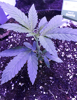 Mi diario de cultivo de la Holy Grail Kush de DNA Genetics 