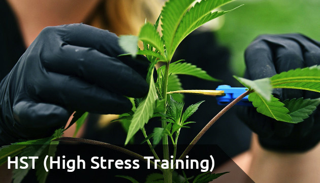 high stress training