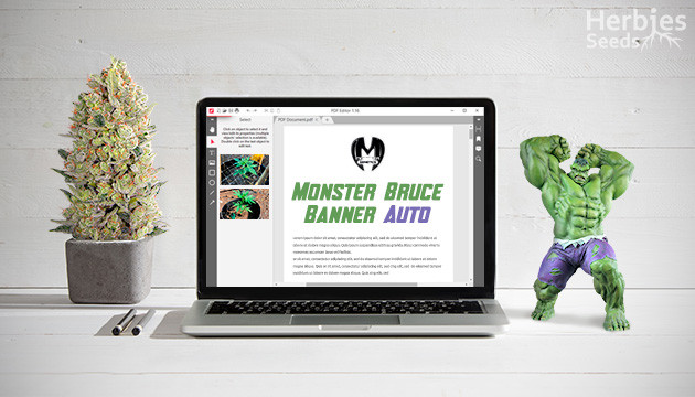 Monster Bruce Banner grow report