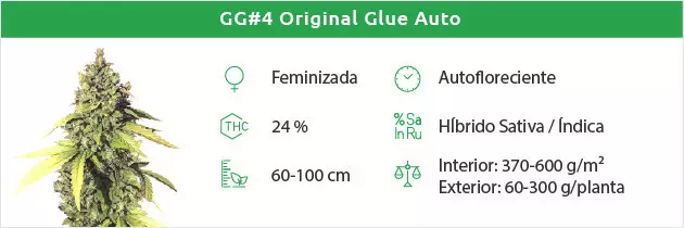Gorilla Glue Auto