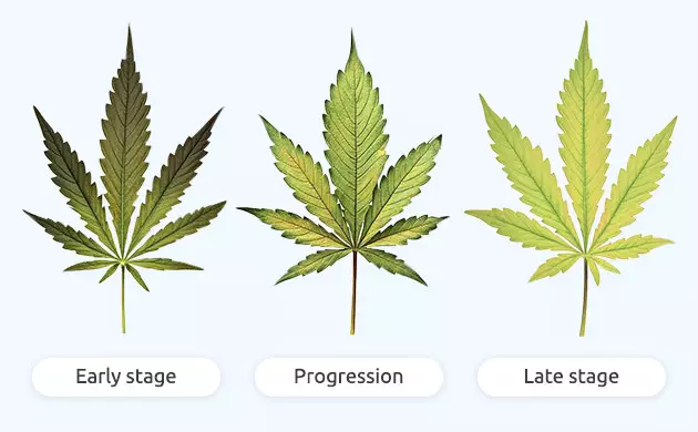 signs of iron deficiency in marijuana