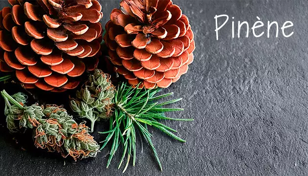 Pinène - Arômes de pin et de plantes