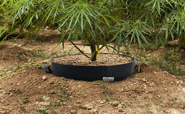 marijuana camouflage 